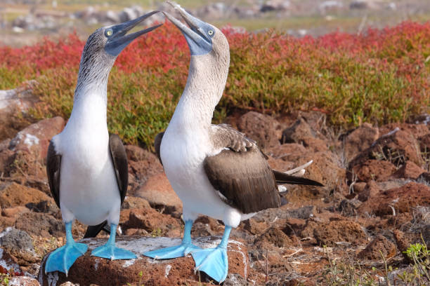 Blue-Footed Booby Courtship: The Bright, Bizarre Dance of Love