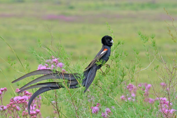 Nature’s Streamers: Birds With Long Tails That Glide Like Silk