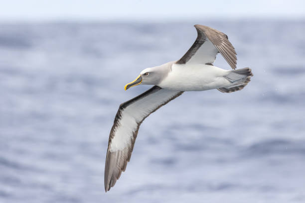 Flying Weirdos: 10 Birds With the Most Bizarre Flying Styles You Won\’t Believe!