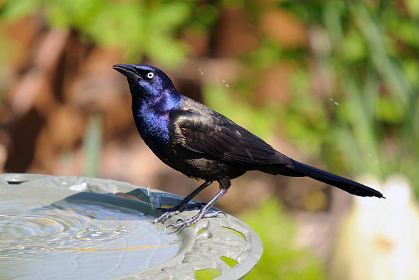 Birds With Iridescent Feathers That Shine Like Rainbows