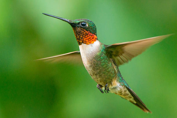 Unbelievable Bird Migration Routes You Can Actually Follow (In Spirit!)